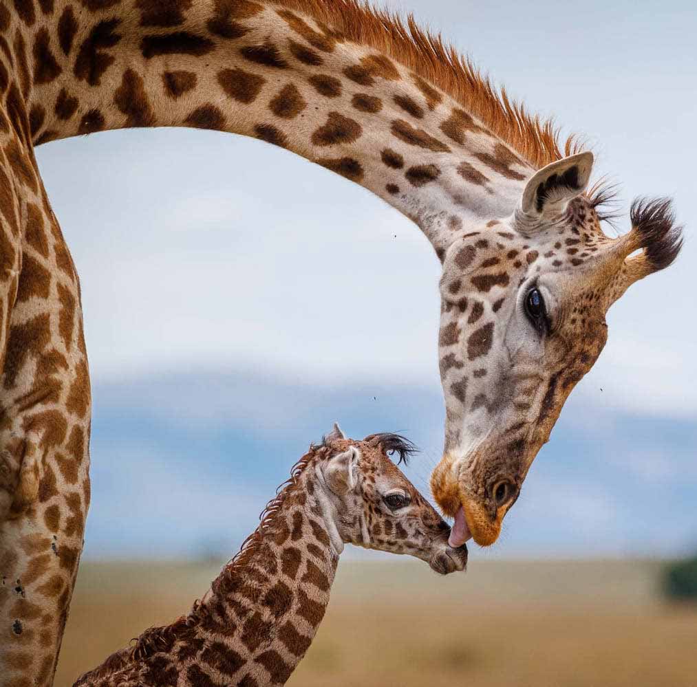 Game drive